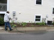 Newly transplanted perennials need a good watering.